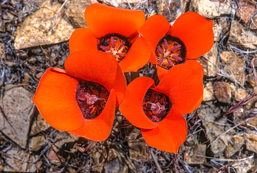 Kennedy's Mariposa Lily, desert mariposa lily, Calochortus kennedyi, Red Rock Canyon State Park, California.