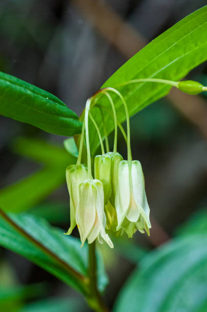 Prosartes smithii is a North American species of flowering plants known by the common name largeflower fairybells. It is native to western North America from Vancouver Island in British Columbia south as far as Monterey County in California. It grows in shady forest and woodland, including redwood forests. Salt Point State Park, Sonoma County, California. Disporum smithii, Smith's fairybells. prosartes smithii es una especie de planta fanerógama norteamericana conocida por el nombre común de campanillas de flores grandes. es originaria del oeste de américa del norte desde la isla de vancouver en la columbia británica hasta el condado de mon