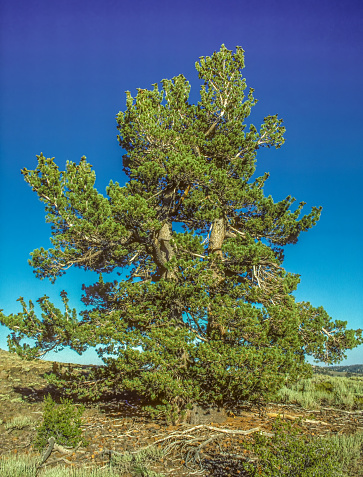 Pinus flexilis, the limber pine, is a species of pine tree-the family Pinaceae that occurs in the mountains of the Western United States, Mexico, and Canada. It is also called Rocky Mountain white pine. Death Valley National Park. Telescope Peak.
