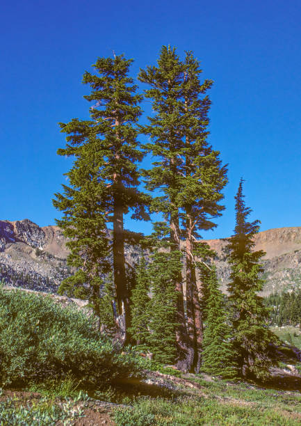 Pinus contorta, Pinus contorta subsp. murrayana, lodgepole pine and shore pine, and also known as twisted pine, and contorta pine, is a common tree in western North America. It is common near the ocean shore and in dry montane forests to the subalpine. Bishop Creek, Sierra Nevada Mountains, California. Inyo County. Cones or pinecones. pinus contorta, pinus contorta subsp. murrayana, pino lodgepole y pino costero, y también conocido como pino retorcido, y pino contorta, es un árbol común en el oeste de américa del norte. es común cerca de la orilla del océano y en los bosques monta