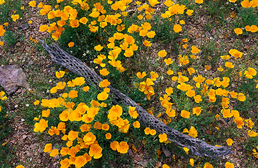 Eschscholzia californica subsp. mexicana; the Mexican Gold Poppy, which is found in the Sonoran Desert. Picacho Peak State Park, Arizona.