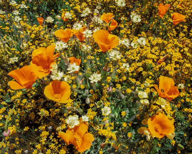 Cream Cups, California Poppy and Goldfields. Salt Point State Park, Sonoma County, California. Spring wildflowers. Platystemon californicus, Eschscholzia californica, Platystemon californicus.