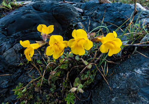 Erythranthe guttata, with the common names seep monkeyflower and common yellow monkeyflower, is a yellow bee-pollinated annual or perennial plant. It was formerly known as Mimulus guttatus. Itis a yellow bee-pollinated annual or perennial herbaceous wildflower that grows along the banks of streams and seeps in western North America. Sea Ranch, Sonoma County, California.