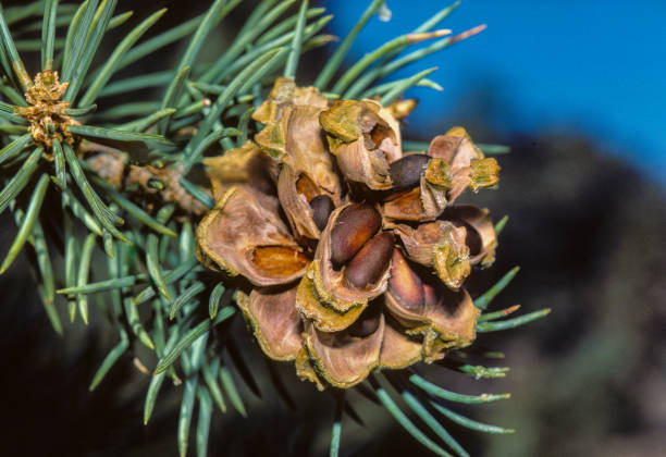 Free singleleaf pine stock photos. Download the best free singleleaf ...