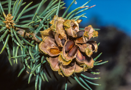 Pinus monophylla, the single-leaf pinyon, (alternatively spelled piñon) is a pine in the pinyon pine group, native to North America. Zion National Park, Utah. Female cone. Seeds.