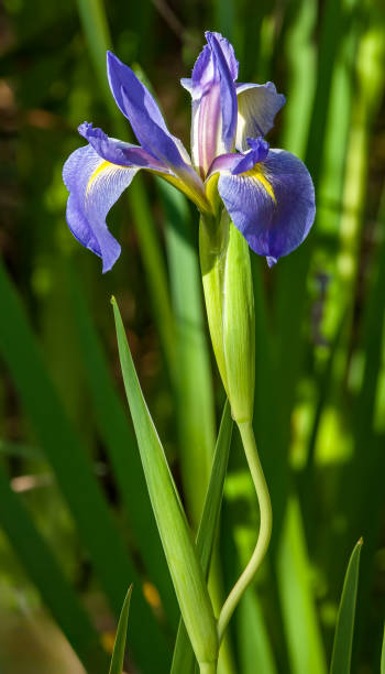 Iris virginica, with the common name Virginia blueflag, Virginia iris, great blue flag, or southern blue flag, is a perennial species of flowering plant in the Iridaceae family, native to central and eastern North America. Corkscrew Swamp Sanctuary, Florida iris virginica, con el nombre común de virginia blueflag, virginia iris, gran bandera azul o bandera azul del sur, es una especie perenne de planta con flores de la familia iridaceae, nativa del centro y este de américa del norte. santuario del pantano d