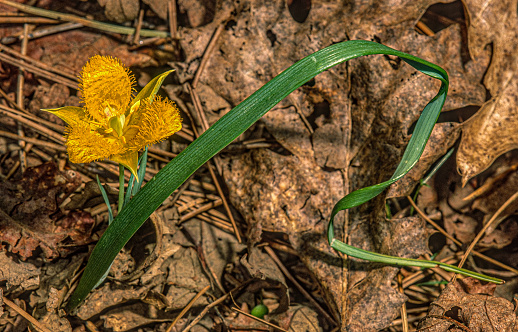 Yellow Star Tulip, Calochortus monophyllus, Pine Grove, California.