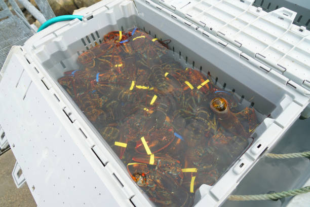 istock close up on caught lobster in the container 1898127366