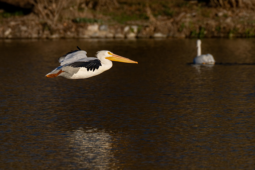 Pelicans swim in the pond