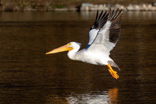 White Pelican At Take Off A white pelican (Pelecanus erythrorhynchos) taking off from a lake at Yucaipa Regional Park in southern California. white pelican animal behavior north america usa stock pictures, royalty-free photos & images