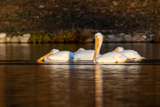 White Pelican Group Floating A group of white pelicans (Pelecanus erythrorhynchos) on a lake at Yucaipa Regional Park in southern California. white pelican animal behavior north america usa stock pictures, royalty-free photos & images