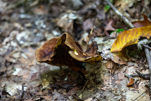 Mushrooms growing along the forest floor next to a hiking trail in Ontario, Canada.
