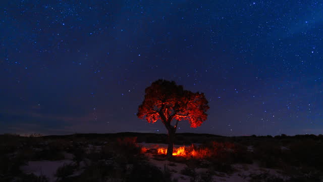 Juniper Tree Illuminated at Night Astrophotography Landscape Time Lapse