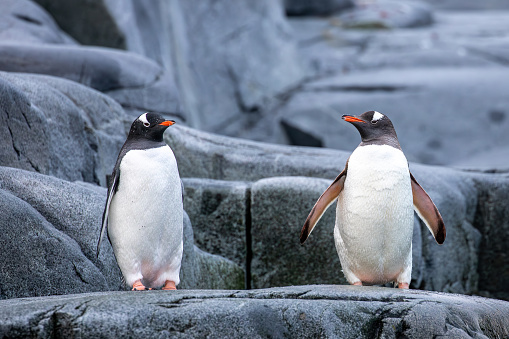 A pair of Gentoo Penguins standing on the shore-line