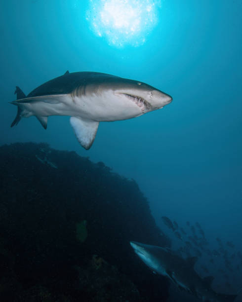 istock Grey Nurse Shark / Sand Tiger Shark / Rugged Tooth Shark 1898211241
