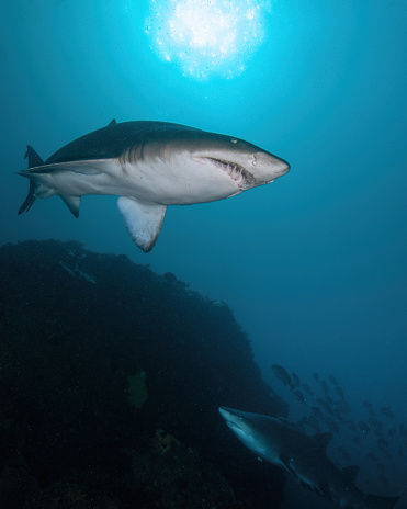 Bottom up photo of Grey Nurse Shark (known in U.S. as Sand Tiger or Rugged Tooth Shark) also featuring a \