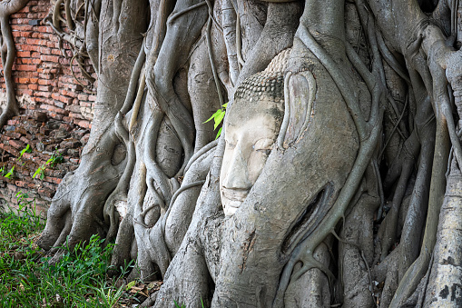 tree roots around the head of buddha image in Wat Mahathat,Temple in Ayutthaya Province, Thailand. Most famous buddhist temple in Ayutthaya Historical Park. Historical Sites of Asia concept.