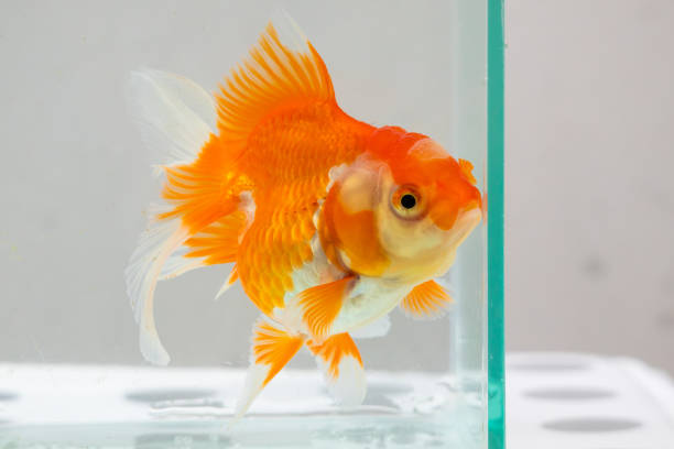 istock Oranda goldfish in aquarium fish tank close up 1898215521
