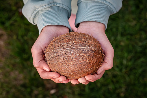 Close up female holding and brown coconut exotic coconut. Proper nutrition vegan food vegetarian eating healthy lifestyle dieting concept. coconut harvesting