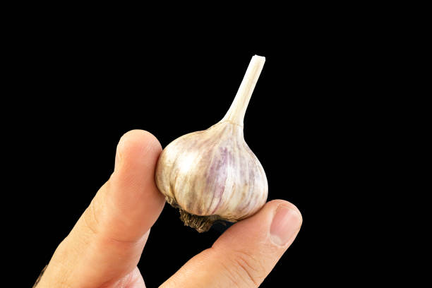 istock Hand holding garlic, isolated on black background 1898218779