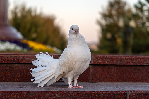 alone white dove on the city square in the park., close up