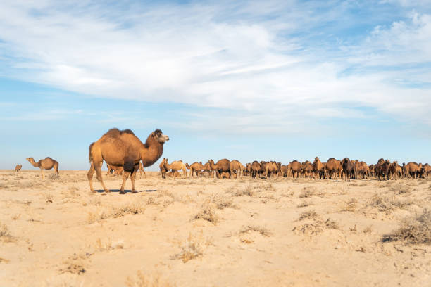 istock The Bactrian camel, also known as the Mongolian camel, is a large even-toed ungulate native to the steppes of Central Asia. It has two humps on its back, in contrast to the single 1898227038
