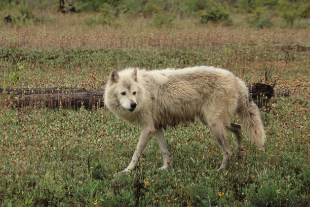 istock Wolf Walking in the Field 1898231779