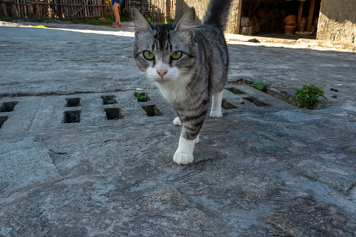 Curious cat walking towards the camera. Animal life