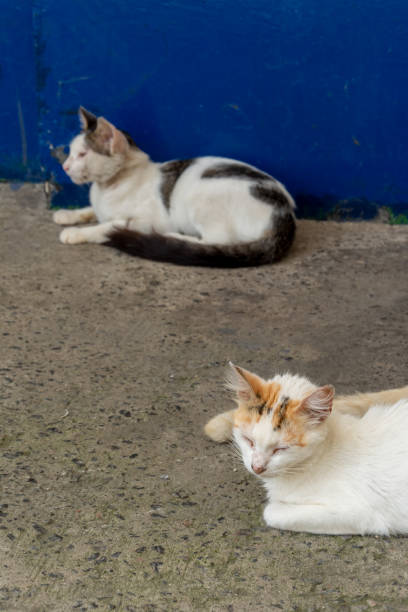 istock Two cats sitting on the floor resting. 1898238923