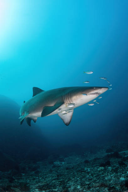 requin nourrice gris / requin tigre des sables / requin à dents robustes - sand tiger shark photos et images de collection