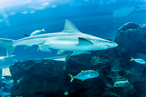 Shark swims in a large aquarium among fish