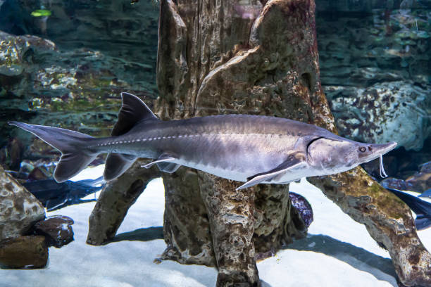sturgeon fish swims under water. freshwater fish under water.
