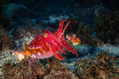 Mourning Cuttlefish in red colour at the reef of Cook Island, NSW, Australia