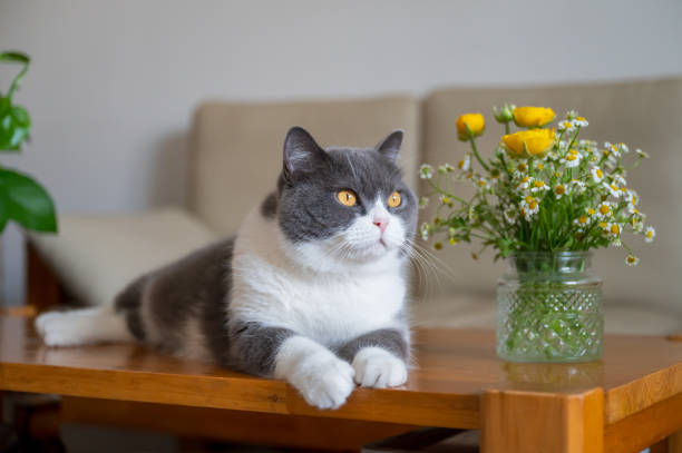 istock British shorthair cat lying on table 1898293463