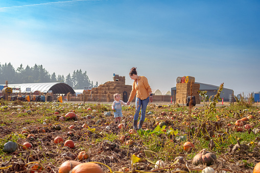 A Eurasian woman lovingly holds hands with her adorable and cheerful two year old daughter as they walk together through a pumpkin patch on a sunny Autumn day.