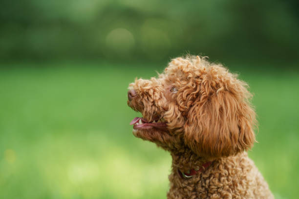 small chocolate poodle on the grass. Pet in nature. Cute dog like a toy