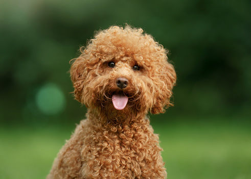 small chocolate poodle on the grass. Pet in nature. Cute dog like a toy
