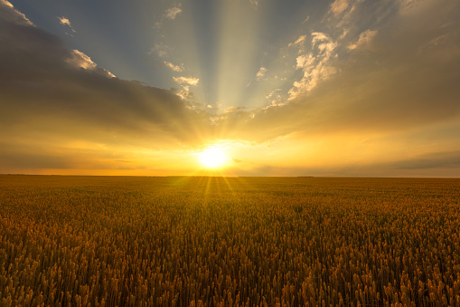 Morning Brilliance: Sun Rising Over the Bountiful Wheat Fields