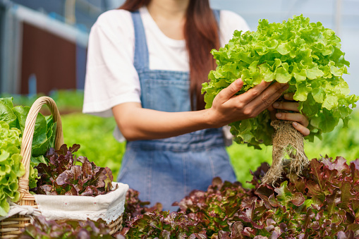 Female gardener harvesting organic green oak salad hydroponics into basket in hydroponics garden.