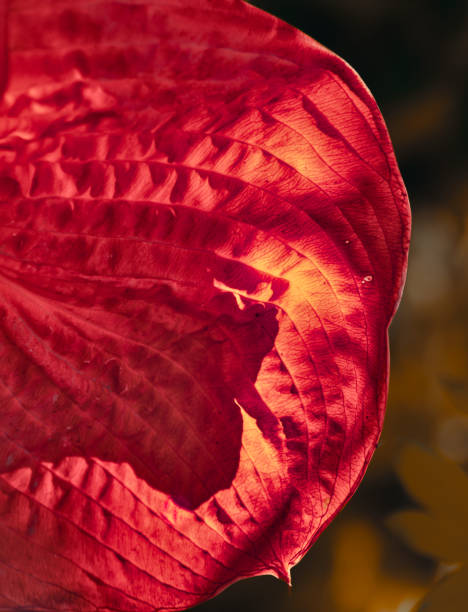 Abstract close-up of a shadowed variegated leaf