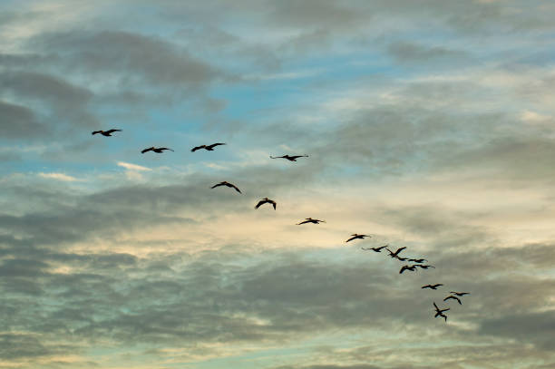 istock Flock of birds at Boca Chica Beach 1898352802