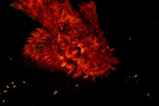 Tassled Scorpionfish fluorescing on fluo night dive in Raja Ampat, West Paupa, Indonesia. It is surrounded by tiny sponge isopods. A blue excitation filter was used on the strobes and a yellow barrier filter on the camera lens.
