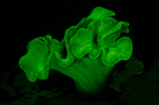 Toadstool Leather Coral fluorescing on fluo night dive in Raja Ampat, West Paupa, Indonesia. A blue excitation filter was used on the strobes and a yellow barrier filter on the camera lens.