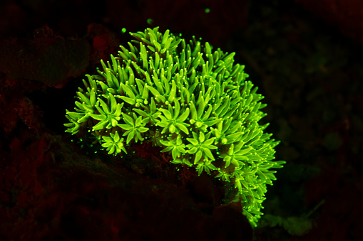 Galaxy Coral fluorescing on fluo night dive in Raja Ampat, West Paupa, Indonesia. A blue excitation filter was used on the strobes and a yellow barrier filter on the camera lens.