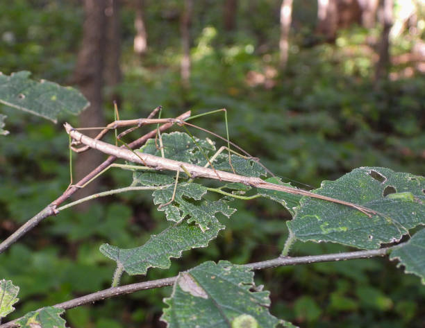 istock Common Walkingstick (Diapheromera femorata) North American Stick Insect 1898369334