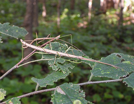 Common Walkingstick (Diapheromera femorata) North American Stick Insect