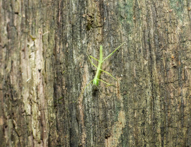 Common Walkingstick (Diapheromera femorata) North American Stick Insect