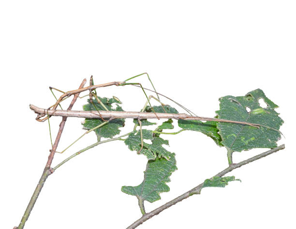 istock Common Walkingstick (Diapheromera femorata) North American Stick Insect 1898371139