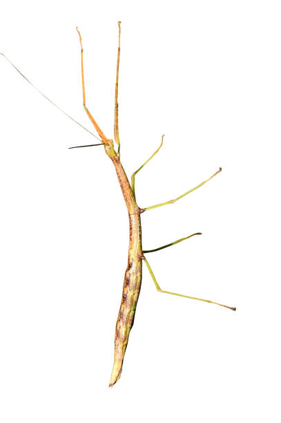 istock Common Walkingstick (Diapheromera femorata) North American Stick Insect 1898371146