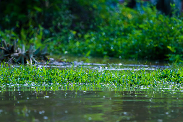 Floods submerge plants